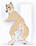  animated anthro anus backsack balls brown_fur bryce_(lonewolfhowling) butt canine dog flaccid foreskin fur humanoid_penis kwik looking_at_viewer male mammal no_sound pawpads penis perineum red_eyes simple_background solo tail_wave tailwag uncut 