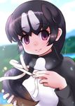  back_cover black_hair blurry brown_hair carasohmi commentary_request cover depth_of_field empty_eyes eyebrows_visible_through_hair great_auk_(kemono_friends) hair_ribbon head_fins highres holding holding_hair kemono_friends light_smile long_hair long_sleeves looking_at_viewer multicolored_hair outdoors purple_eyes ribbon sky solo spotted_hair upper_body white_hair 