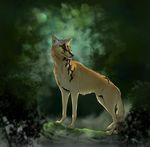  2017 animal_genitalia black_nose canine coyote day detailed_background digital_media_(artwork) feral fur male mammal pherigo sheath solo standing yellow_eyes yellow_fur 