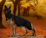  2016 animal_genitalia black_fur black_nose blurred_background brown_eyes canine day dog feral fur male mammal outside paws pherigo sheath solo 