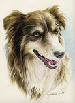  2004 amber_eyes ambiguous_gender black_nose brown_fur canine collie countershading dog feral fur mammal novawuff open_mouth portrait sharp_teeth simple_background solo teeth tongue traditional_media_(artwork) white_background white_countershading 