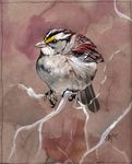  2007 abstract_background ambiguous_gender avian bird black_feathers branch brown_eyes brown_feathers countershading feathered_wings feathers feral front_view novawuff pink_beak portrait solo sparrow tail_feathers traditional_media_(artwork) white_countershading white_feathers wings 