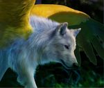  2012 ambiguous_gender black_nose canine detailed_background ear_piercing feathered_wings feathers feral fur mammal nature novawuff outside piercing pink_eyes portrait red_eyes solo spread_wings standing tan_fur walking white_fur wings wolf yellow_feathers 