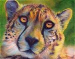  2012 abstract_background ambiguous_form ambiguous_gender black_markings black_nose cheetah countershading feline fur green_background looking_at_viewer mammal markings novawuff orange_eyes orange_fur portrait reaction_image simple_background solo spots white_countershading yellow_fur 