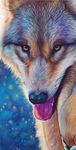  2013 abstract_background ambiguous_gender black_fur black_nose brown_fur canine detailed_background feral front_view fur looking_at_viewer mammal novawuff open_mouth portrait solo tan_fur tongue tongue_out white_fur wolf yellow_eyes 