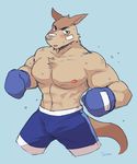  2018 abs anthro biceps big_muscles boxing boxing_gloves clothed clothing cotton_(artist) digital_media_(artwork) fur hi_res kangaroo kemono male mammal marsupial muscular muscular_male nipples pecs shorts simple_background sport topless 