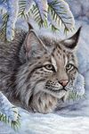  2018 bobcat digital_media_(artwork) feline feral fur grey_fur mammal outside pink_nose sidonie snow solo tan_eyes whiskers 
