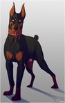  animal_genitalia animal_penis canine canine_penis collar doberman dog feral mammal nub penis penis_tip schmutztier sheath 