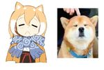  :&lt; animal animal_ears blonde_hair closed_eyes dog dog_ears hair_between_eyes jong_tu multicolored_hair original photo-referenced reference_photo reference_photo_inset scarf shiba_inu short_hair simple_background solo two-tone_hair upper_body white_background white_hair 