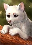  brown_eyes canine digital_media_(artwork) feral fur mammal noquelle paws solo white_fur 