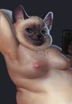  black_nose camera cat cellphone chubby-shark feline holding_object holding_phone male mammal moobs nipples nude overweight overweight_male phone selfie siamese smile whiskers 