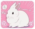  2015 ambiguous_gender border cute japanese_text lagomorph mammal rabbit simple_background text translated white_border 井口病院 