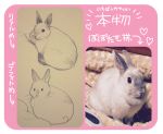  &lt;3 2016 feral lagomorph mammal photo rabbit sketch text translation_request 井口病院 
