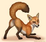  ambiguous_gender black_nose butt canine feral fox fur looking_at_viewer mammal nirnu presenting_rear raised_tail smile 