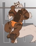  2018 abs anthro arcanine biceps big_muscles bulge claws clothing exercise fur hair hi_res male mammal muscular muscular_male nightterror nintendo nipples pecs pok&eacute;mon pok&eacute;mon_(species) shorts simple_background video_games workout 