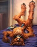  2018 balls bear bed bedroom brown_fur canine collar cum cum_on_stomach dog fluffy fur hybrid looking_at_viewer lying male mammal masturbation nude on_back penis sabretoothed_ermine solo 