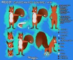  2018 animal_genitalia anthro balls claws cum erection flaccid gore male mammal model_sheet open_mouth penis plantigrade rodent scuzzyfox squirrel tongue 