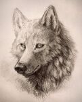 ayaka canid canine canis detailed detailed_fur feral fur graphite_(artwork) greyscale headshot_portrait looking_at_viewer mammal monochrome pencil_(artwork) portrait simple_background sketch solo traditional_media_(artwork) wolf
