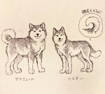 alaskan_malamute all_fours ayaka canid canine canis countershading curled_tail domestic_dog duo feral fur greyscale husky japanese_text looking_at_viewer mammal monochrome nordic_sled_dog paws quadruped sketch spitz tail text traditional_media_(artwork) translated