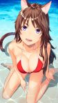  animal_ears bad_id bad_pixiv_id bangs bare_legs bare_shoulders beach between_legs bikini breasts brown_hair cat_ears cat_tail cleavage collarbone commentary_request day eyebrows_visible_through_hair hand_between_legs highres kimura_(ykimu) large_breasts long_hair looking_at_viewer original outdoors purple_eyes red_bikini sitting smile solo swimsuit tail teeth thick_eyebrows wariza wavy_hair 