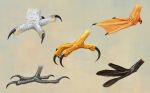  ambiguous_gender anisodactyl avian bird claws duck feathers feral foot_focus ilmizu owl tagging_guidelines_illustrated webbed_feet white_feathers zygodactyl 