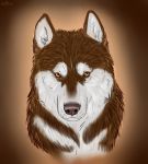  2018 ambiguous_gender brown_background brown_eyes brown_fur brown_hair brown_nose canine cinta dog feral fur hair headshot_portrait husky looking_at_viewer mammal multicolored_fur portrait simple_background solo two_tone_fur white_fur 