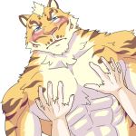  abs animated anthro barazoku biceps blue_eyes blush close-up feline fur hand_on_chest human lin_hu looking_at_viewer male mammal manly muscular nekojishi nude open_mouth pec_squeeze pecs solo_focus tiger triceps video_games weedwolf 