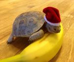  banana food fruit hat photo reptile scalie solo tagme tortoise turtle 