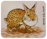  2015 feline japanese_text lagomorph mammal rabbit simple_background solo text translation_request 井口病院 
