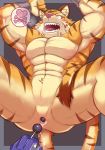  anal_beads cuntboy feline intersex male mammal muscular sex_toy tiger urakata5x 