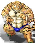  2015 bandage barazoku bulge clothing facing_viewer feline full_portrait kemono kotobuki male mammal muscular obese overweight pose solo standing swimsuit tattoo tiger underwear vein 