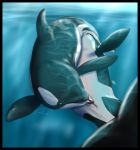  69_position anus cetacean clb cunnilingus dolphin female female/female feral mammal marine oral orca pussy sex underwater vaginal water whale 