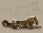 2018 ambiguous_gender black_nose black_spots digital_media_(artwork) eating feline feral fur leopard lying mammal paws simple_background solo spots spotted_fur tamberella 
