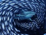  ambiguous_gender digital_media_(artwork) fin fish group marine shark soulsplosion teeth 