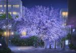  animal building cat cherry_blossoms city mirror night niko_p nobody original petals scenic signed tree 