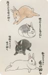  2016 group japanese_text lagomorph mammal rabbit simple_background text translation_request 井口病院 