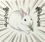  2016 japanese_text lagomorph mammal rabbit solo text translation_request 井口病院 