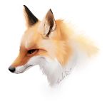  2018 black_nose brown_eyes canine digital_media_(artwork) fox fur headshot_portrait mammal orange_fur portrait simple_background solo taykoe white_background 