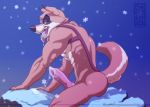  abs animal_genitalia animal_penis anthro anthrofied balto_(film) butt canine canine_penis chicobo cum dog erection husky kaltag_(balto) knot looking_at_viewer male mammal muscular nipples nude pecs penis solo 