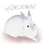  2016 ichthy0stega japanese_text lagomorph mammal rabbit solo text translation_request 