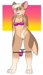  2018 barefoot blonde_hair bottomless bra breasts brown_fur canine clitoral_hood clitoris clothed clothing dingo female flashing fur hair looking_at_viewer mammal os pink_eyes pink_nose pussy smile spreading standing tan_fur underwear 