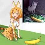 :3 animal_ears banana bangs bare_shoulders blush bob_cut bow bowtie breasts brown_hair cat clenched_hands commentary elbow_gloves eyebrows_visible_through_hair fangs food from_side fruit gloves half-closed_eyes high-waist_skirt kemono_friends large_breasts looking_to_the_side meme multicolored_hair open_mouth orange_eyes orange_gloves orange_hair orange_legwear orange_neckwear orange_skirt parody photo photo-referenced print_gloves print_legwear print_neckwear print_skirt real_life reference_photo_inset seiza serval_(kemono_friends) serval_ears serval_girl serval_print serval_tail setia_pradipta shirt short_hair sitting skirt sleeveless sleeveless_shirt solo streaked_hair tail thighhighs two-tone_hair v-shaped_eyebrows white_footwear white_shirt 
