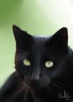  2018 ambiguous_gender black_fur black_nose cat digital_media_(artwork) feline feral fur mammal simple_background solo taykoe whiskers 