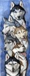  2012 anisis black_fur black_lips black_nose blue_eyes brown_eyes canine dog fur grey_fur group_portrait heterochromia husky mammal tan_eyes tan_fur traditional_media_(artwork) 