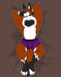  anthro beard biceps big_ears body_hair body_pillow bulge canine clothed clothing dakimakura_design dakimakura_pillow daniel_foxtowers digital_media_(artwork) facial_hair fox fur hair hi_res looking_at_viewer male mammal muscular muscular_male pecs pillow simple_background solo somniumfox sweat underwear 