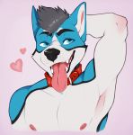  &lt;3 anthro canine collar hair male mammal open_mouth saliva simple_background smile solo spazzyhusky tongue tongue_out 
