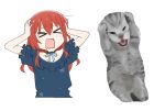  &gt;_&lt; 1girl arms_up blue_shirt blush bocchi_the_rock! closed_eyes commentary_request cropped_torso frilled_shirt frills grey_cat hands_on_own_head kita_ikuyo long_hair open_mouth photo-referenced red_hair setsuna_bluem34 shirt short_sleeves simple_background solo upper_body white_background 