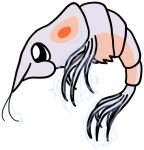  2017 alternate_species ambiguous_gender arthropod black_eyes bugdex crustacean dewgong digital_drawing_(artwork) digital_media_(artwork) exoskeleton fak&eacute;mon feral full-length_portrait glowing grey_exoskeleton grey_tail marine nintendo pink_exoskeleton pok&eacute;mon pok&eacute;mon_(species) portrait ricky_hoffman shrimp side_view simple_background solo suspended_in_midair toony two_tone_exoskeleton video_games white_background 