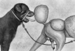 2019 ambiguous_gender anatomically_correct anatomically_correct_penis animal_genitalia animal_penis anus balls canine canine_penis darkmare dog duo ear_piercing erection facial_piercing feral floppy_ears frenum_ladder frenum_piercing furgonomics furry-specific_piercing genital_piercing grey_background greyscale guiche_piercing knot leash male mammal monochrome muzzle_piercing nose_piercing open_mouth pencil_(artwork) penis penis_piercing piercing poodle quadruped rottweiler scrotum_piercing simple_background tongue tongue_out tongue_piercing traditional_media_(artwork) 