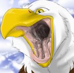  avian beak bird eagle feathers mouth_shot open_mouth saliva solo voregence white_feathers yellow_eyes 